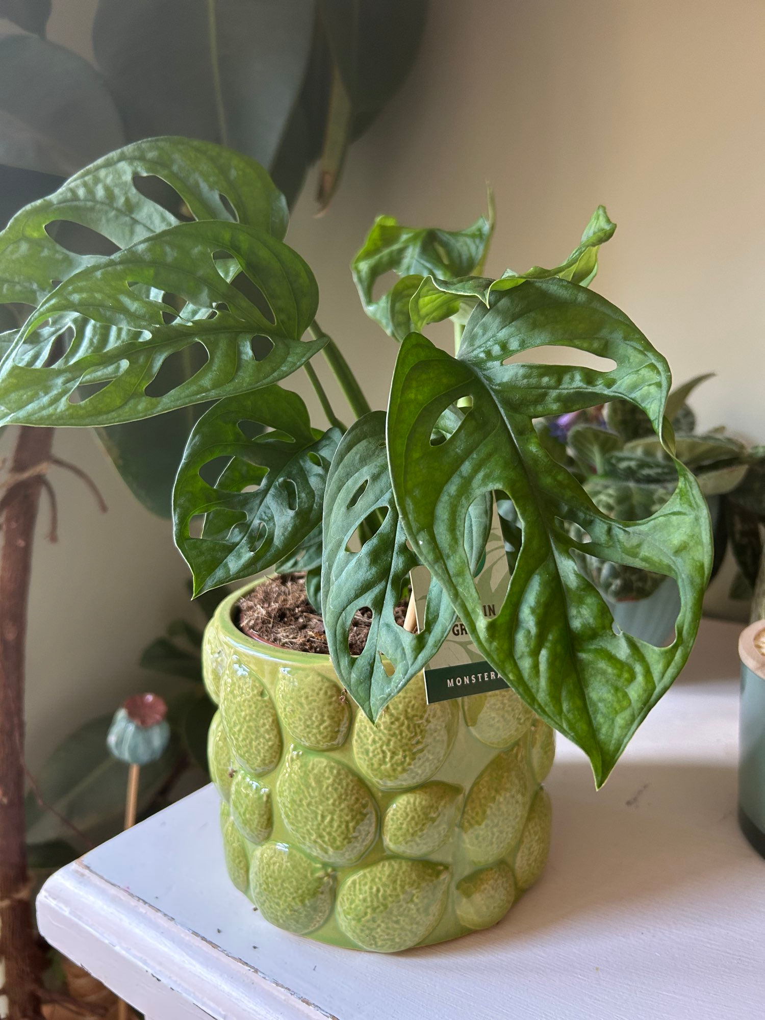 Monstera adansonii in citrus pot 04