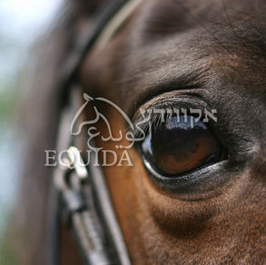 נקודת המבט של הסוס - העדפות וזיהוי אנשים