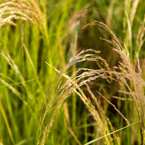 צמחים לסוסים - מה צריך לדעת על טף?