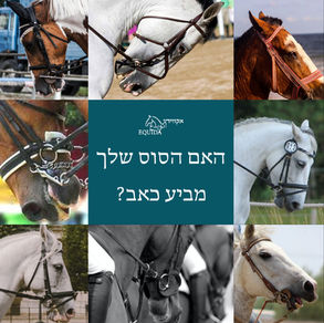 הבעות פנים ככלי לזיהוי כאב בסוסים רכובים