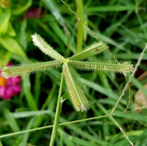צמחים לסוסים - מה צריך לדעת על עשב היבלית?