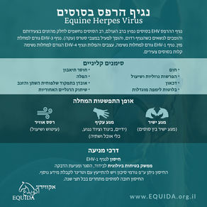 כל מה שרציתם לדעת על נגיף הרפס סוסים