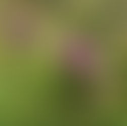 צמחים לסוסים - מה צריך לדעת על הגדילן המצוי?