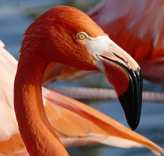 Whitfield_Flamingo_1.png