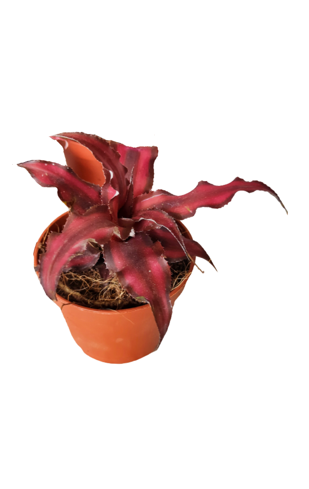 Cryptanthus Bivittatus