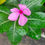 Thumbnail: Madagascar Periwinkle (Scientific Name: Catharanthus Roseus) (White, Pink)