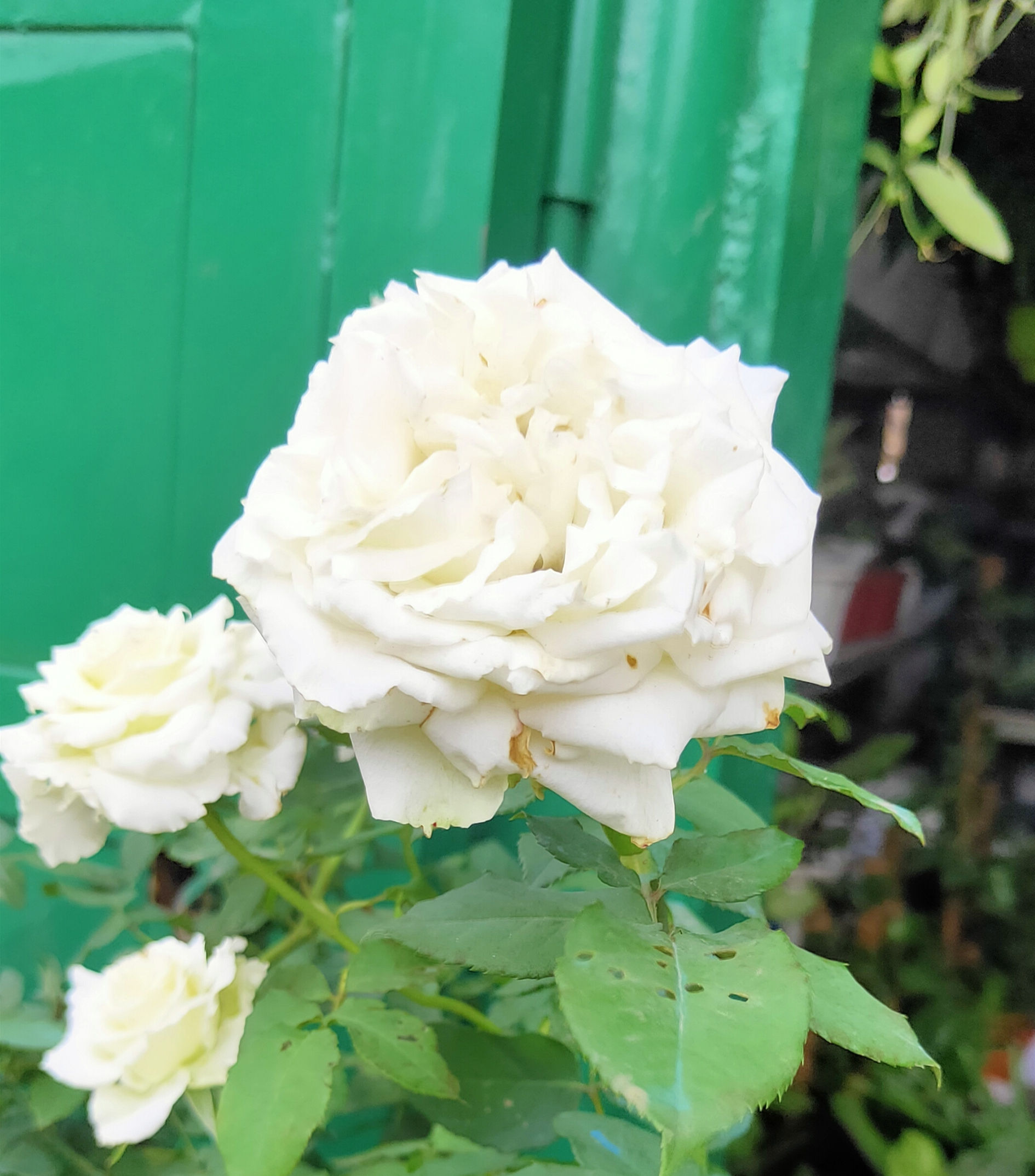 Rose (White, light Pink, Pink)