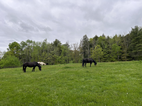 View from the Farm: July 2024