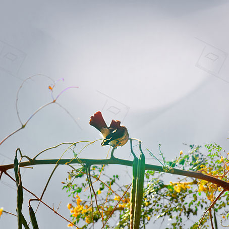 Belle nature
