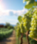 call4peace2_create_a_image_of_green_grapes_orchard_edited.jpg