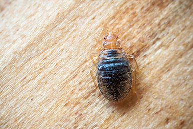what-can-i-do-to-get-rid-of-bedbugs.jpeg