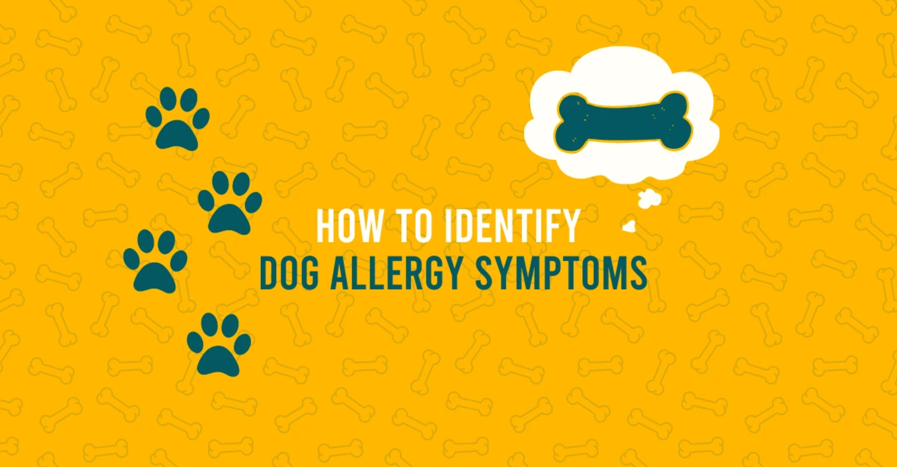 How To Identify Dog Allergy Symptoms content media