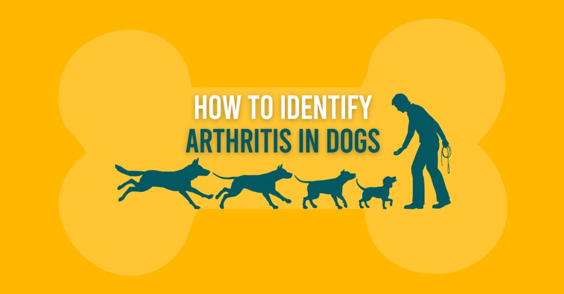 How To Identify Arthritis In Dogs content media