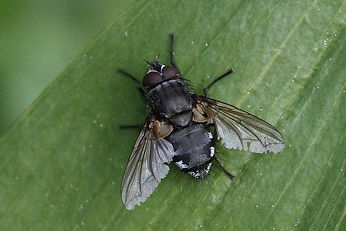 ClusterFly-e1323380906379.jpeg