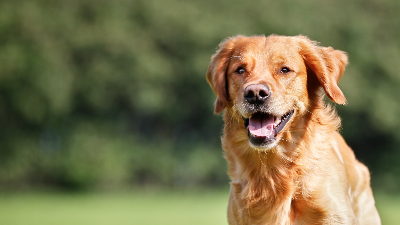 How To Be Healthy With Your Dog content media
