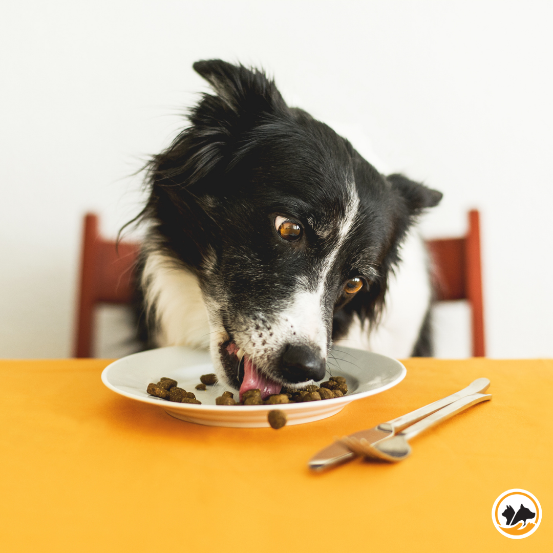 Pet Dental Health Month with New Pet Parent content media