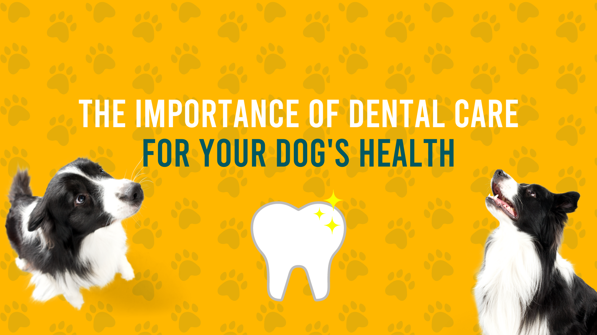 The importance of dental care for your dog's health content media