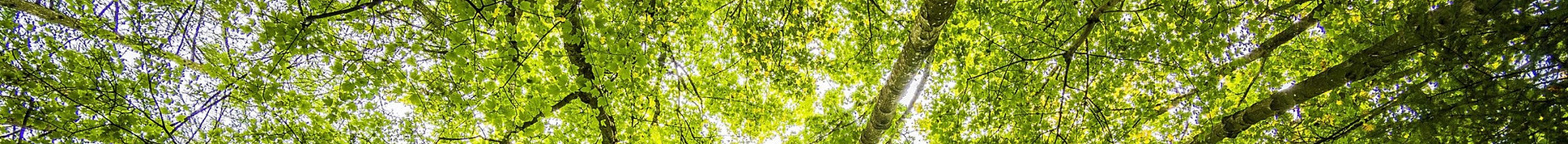 Wald, Straning