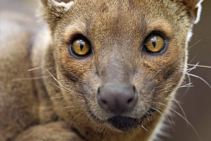 chahinkapa-zoo | Fossa