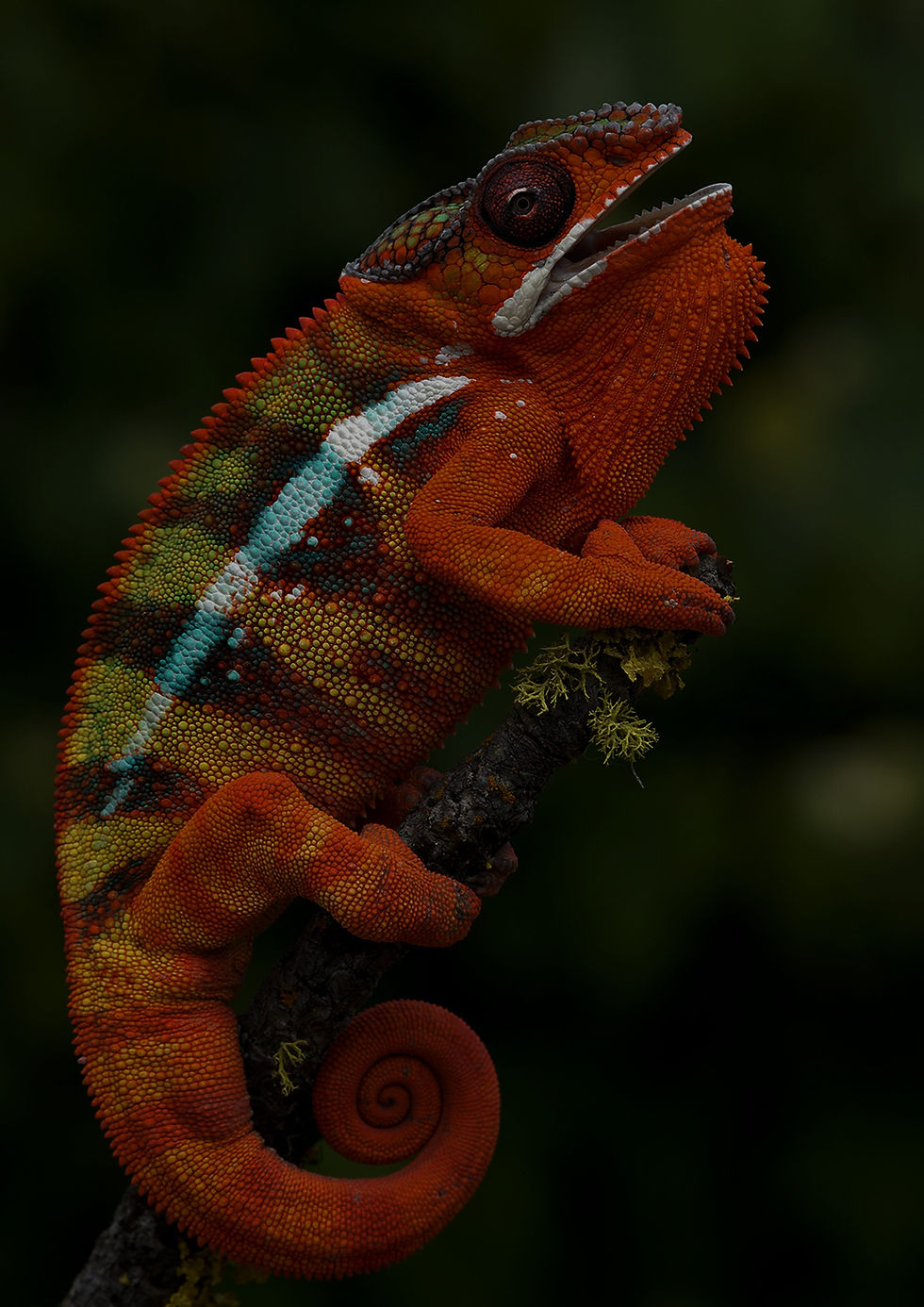 IMAGEN ORIGINAL ANIMAL_edited