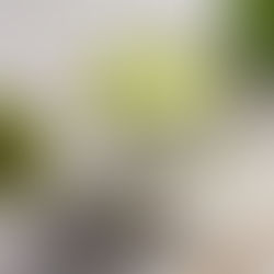 How to Make the Perfect Matcha at Home?