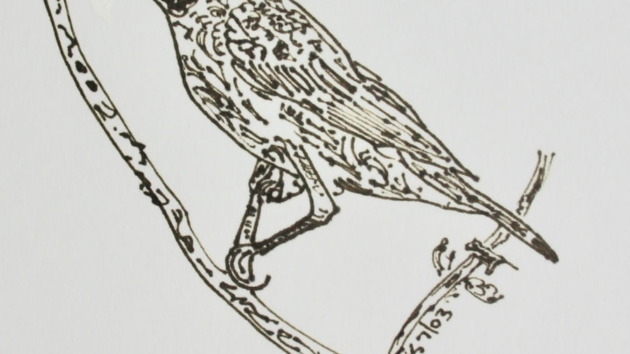3. Birds Teach People in Khartoum