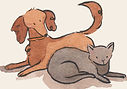 image of cat and dog playing