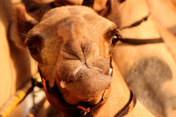 camelface