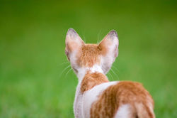 12190838_896262660450537_854490089100384