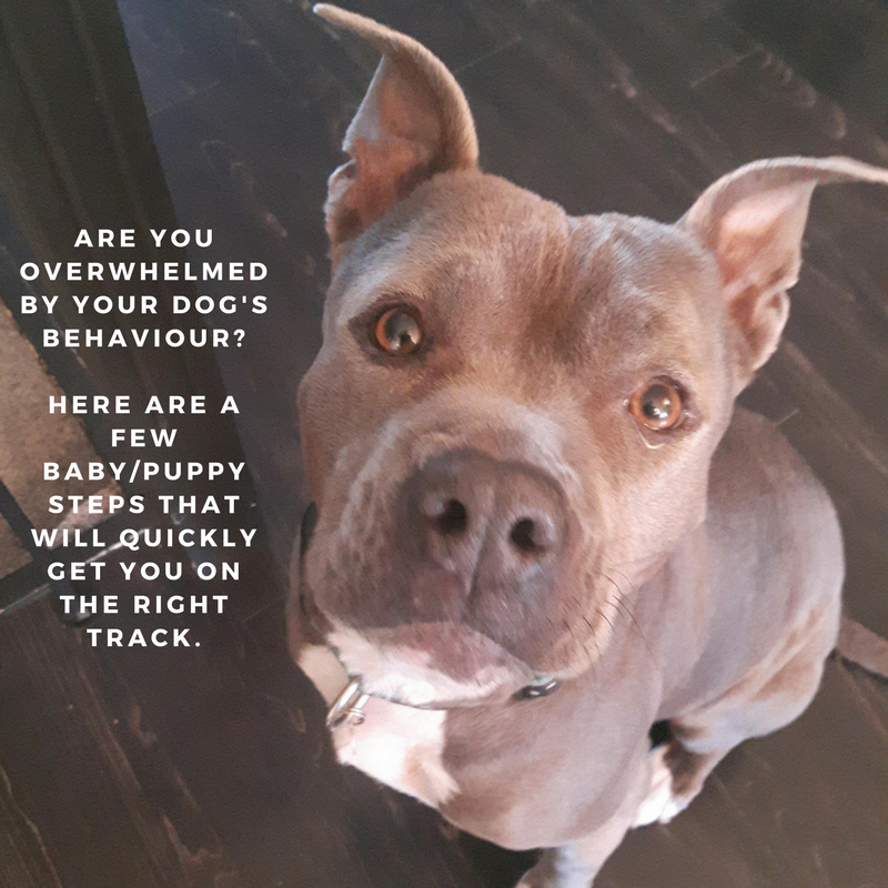 Meet Maizey