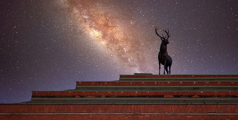 Cerf majestueux