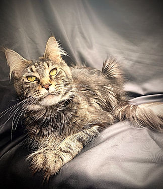 Beautiful Maine coon