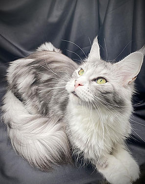 maine coon with green eyes