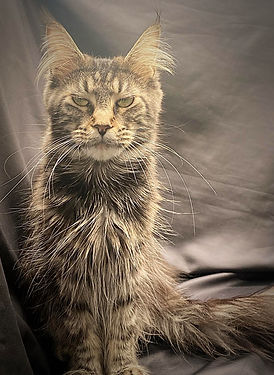 Maine Coons in NC