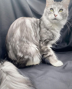 black and white maine coon