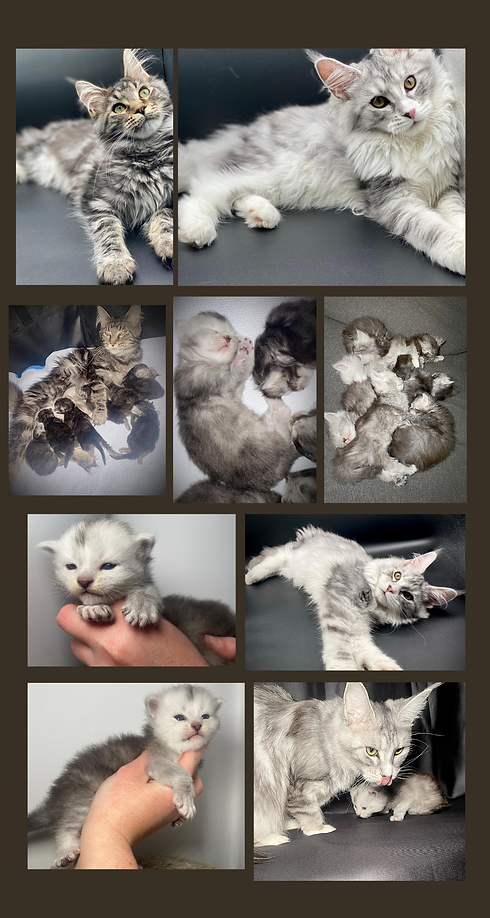Maine Coon breeder in North Carolina