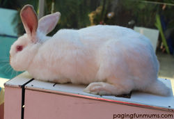 Magician with Rabbit for hire brisba