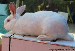 Magician with Rabbit for hire brisba