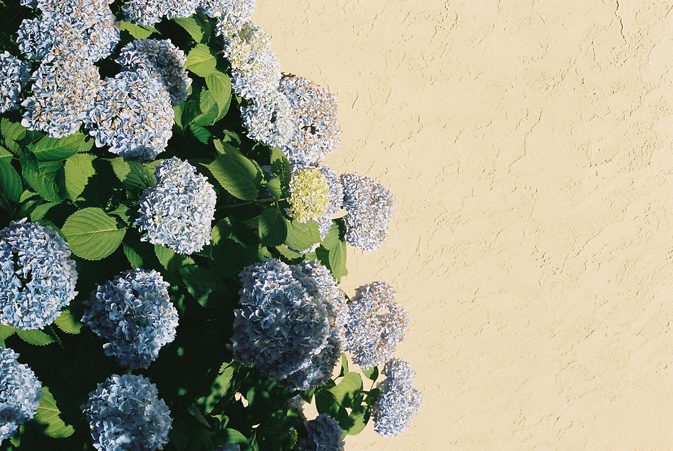 Siren Song Winery Blue hydrangea blooms and green leaves against a sunlit beige stucco wall, creating a calm garden scene.