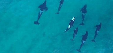 Orca drone.jpeg