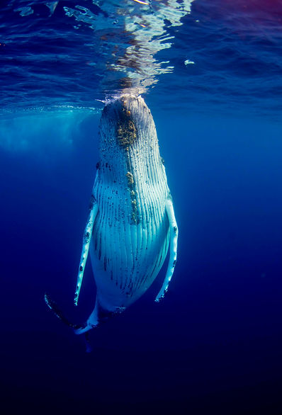 humpback whale by Joshua Barton BlueOceanTrust.jpg