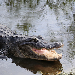 Fun Facts about the Alligator
