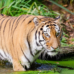 Fun Facts about the Tiger