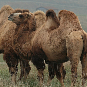 Fun Facts about the Bactrian Camel