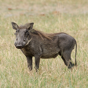 Fun Facts about the Warthog