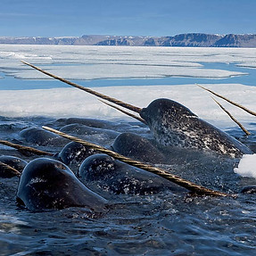 Fun Facts about the Narwhal