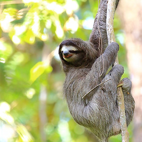 Fun Facts about the Sloth