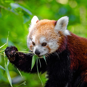 Fun Facts about the Red Panda