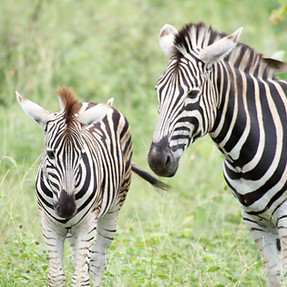 Fun Facts about the Zebra