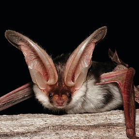 Fun Fact about Bats